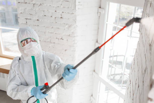 Why You Should Choose Our Mold Remediation Services in Boiling Springs, PA